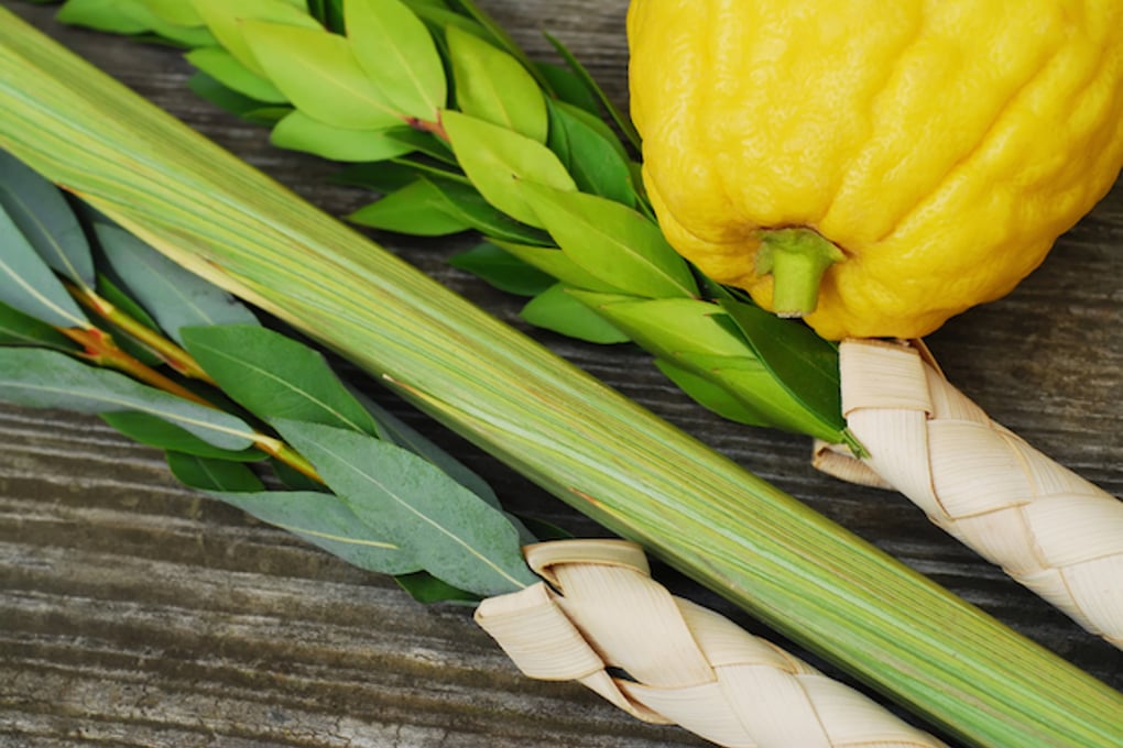 lulav and etrog sukkot