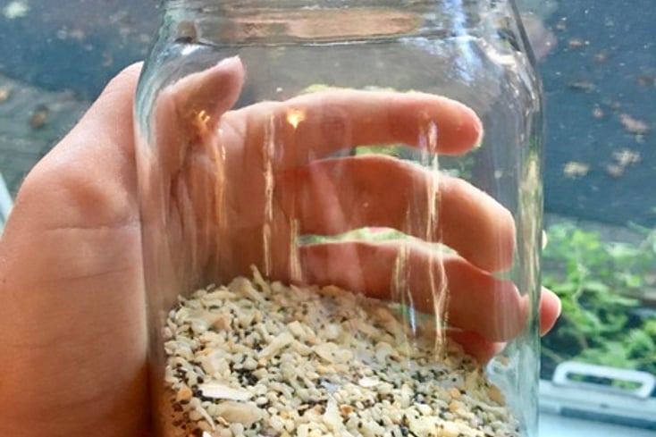 Everything Bagel Seasoning