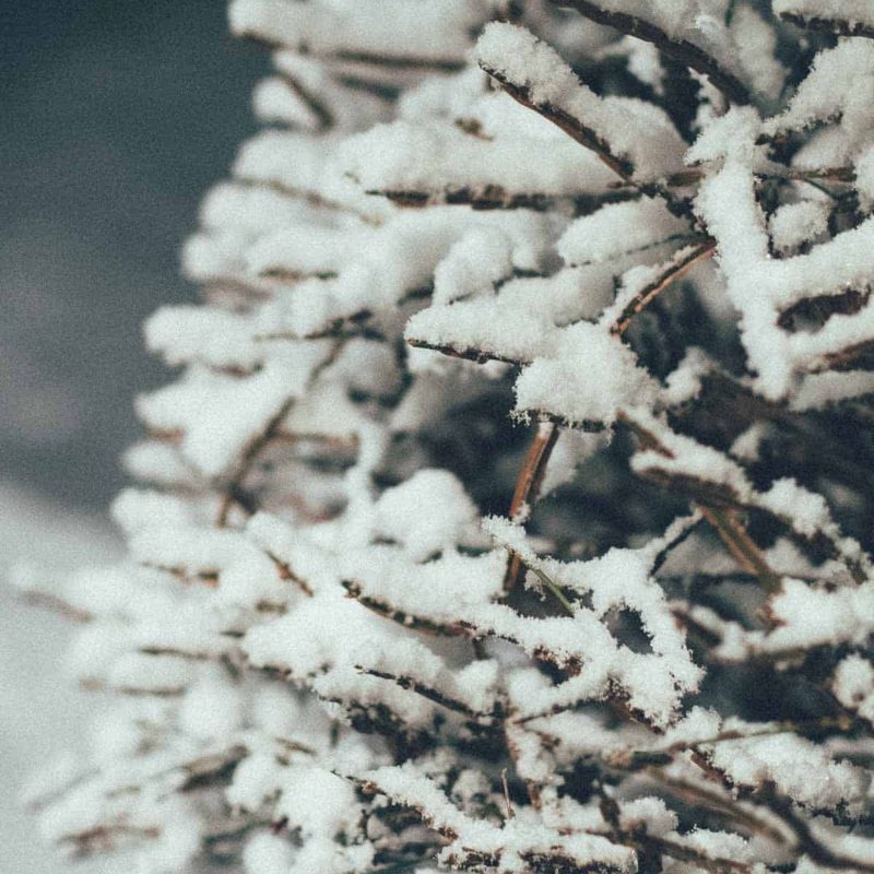 Christmas Snow