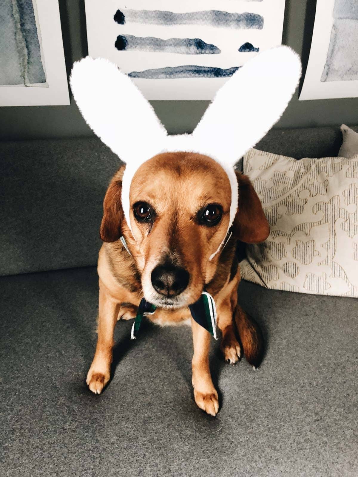 Sage with bunny ears.